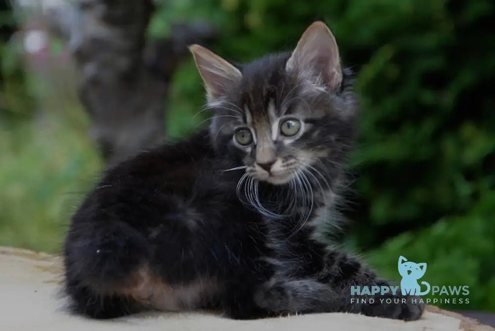 Jinn Kurilian Bobtail Male Black Tabby Live Animals