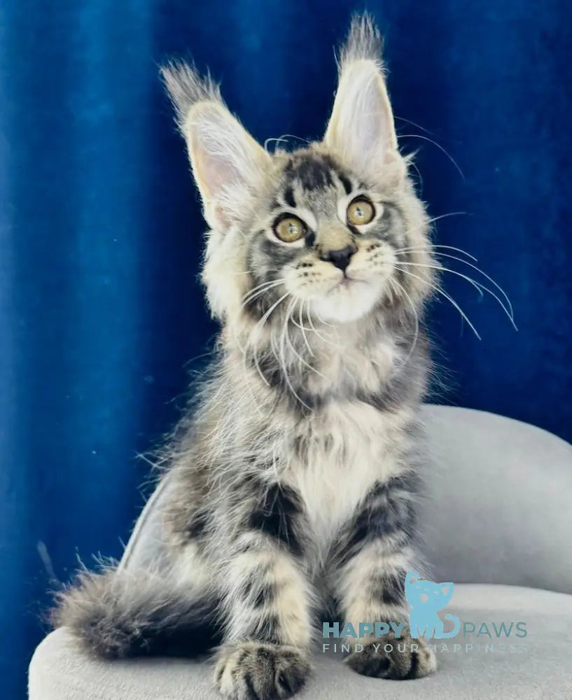 Jock Maine Coon male black tabby live animals