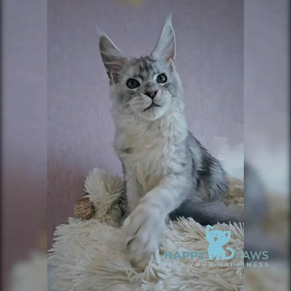 John Maine Coon Polydactyl Male Black Silver Ticked Tabby Live Animals