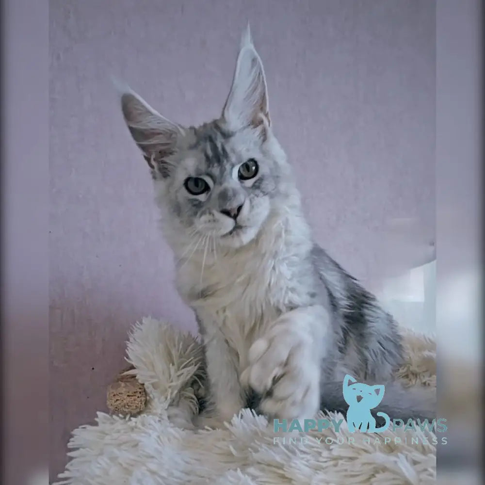 John Maine Coon Polydactyl Male Black Silver Ticked Tabby Live Animals