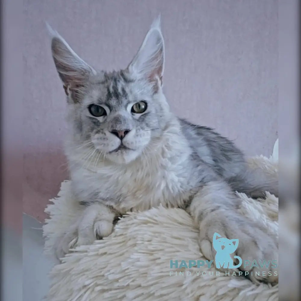 John Maine Coon Polydactyl Male Black Silver Ticked Tabby Live Animals