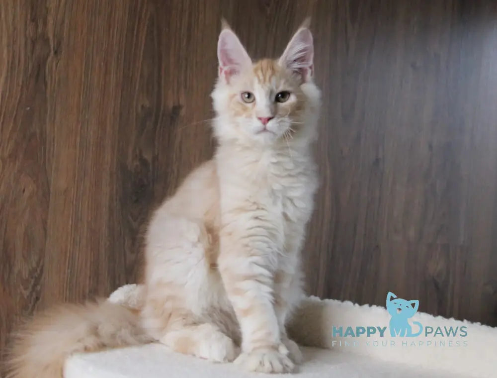 Joker Maine Coon Male Red Silver Tabby Live Animals