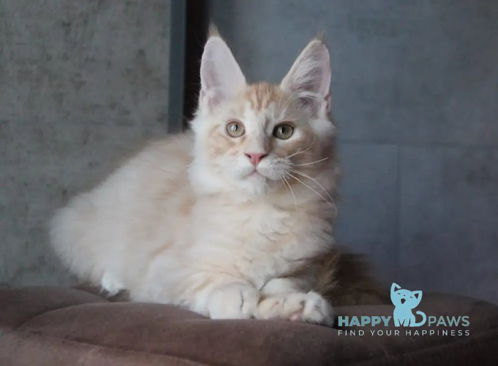 Joker Maine Coon Male Red Silver Tabby Live Animals