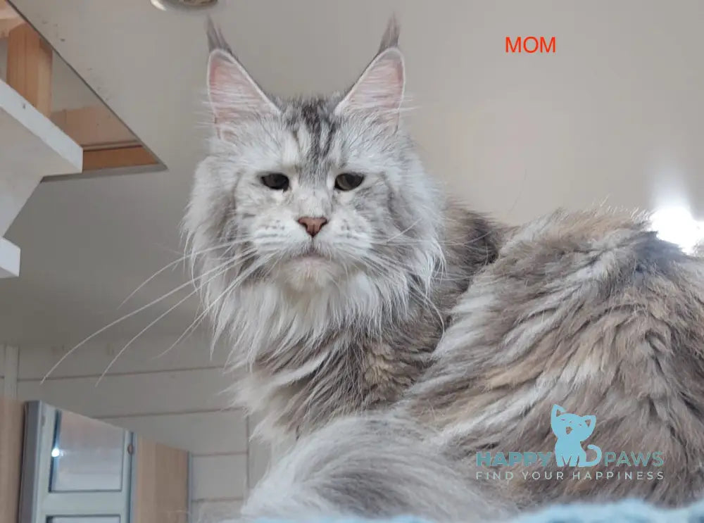 Joker Maine Coon Male Red Silver Tabby Live Animals