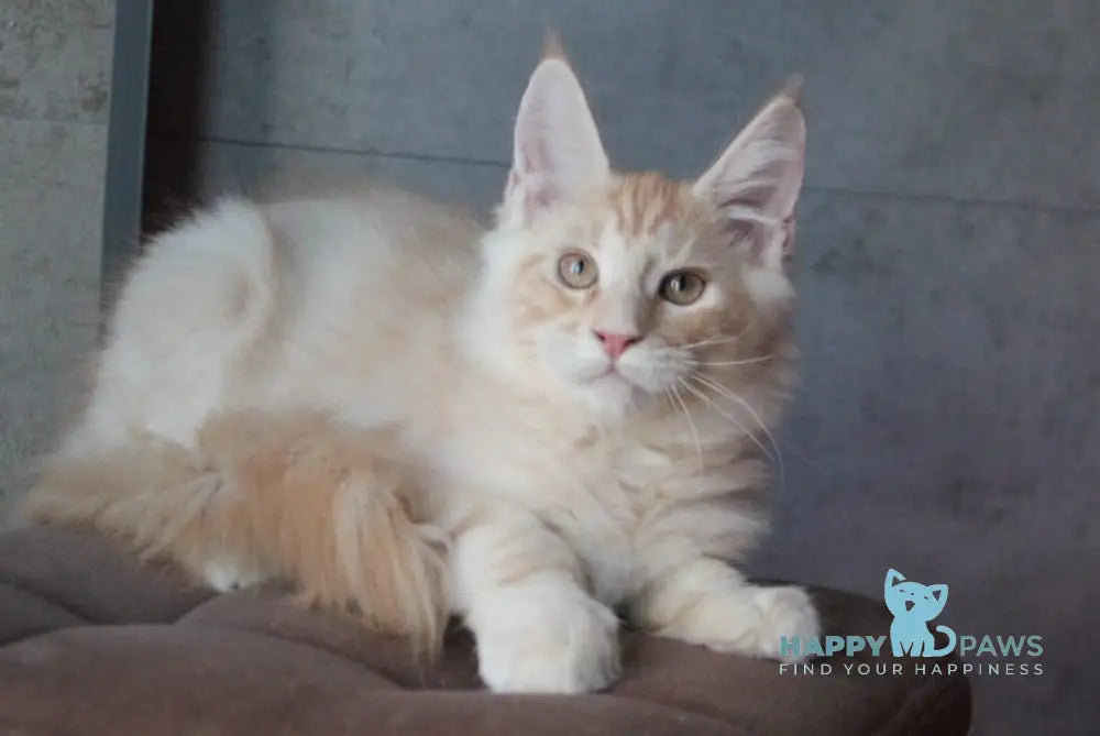 Joker Maine Coon Male Red Silver Tabby Live Animals