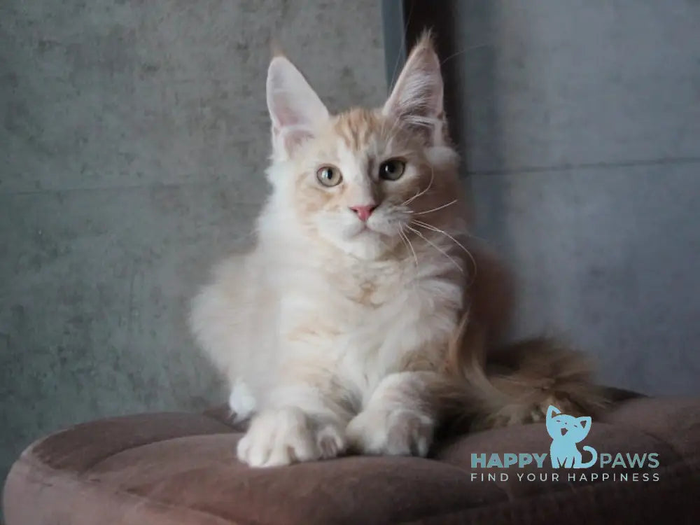 Joker Maine Coon Male Red Silver Tabby Live Animals