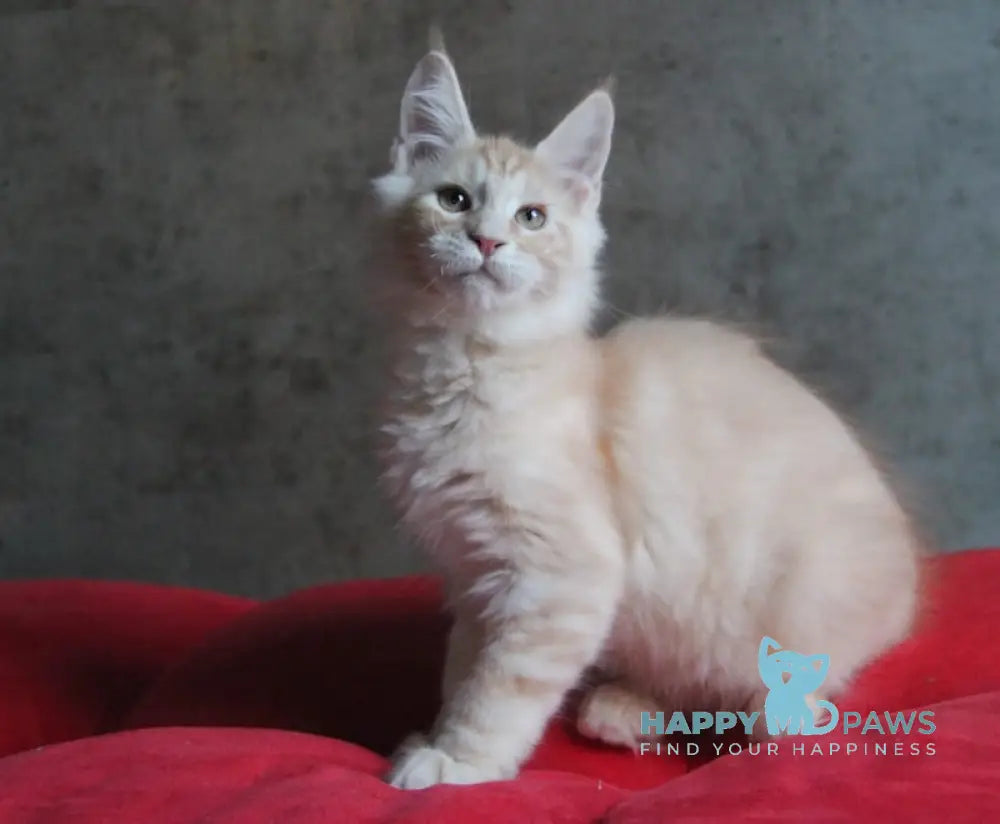 Joker Maine Coon Male Red Silver Tabby Live Animals