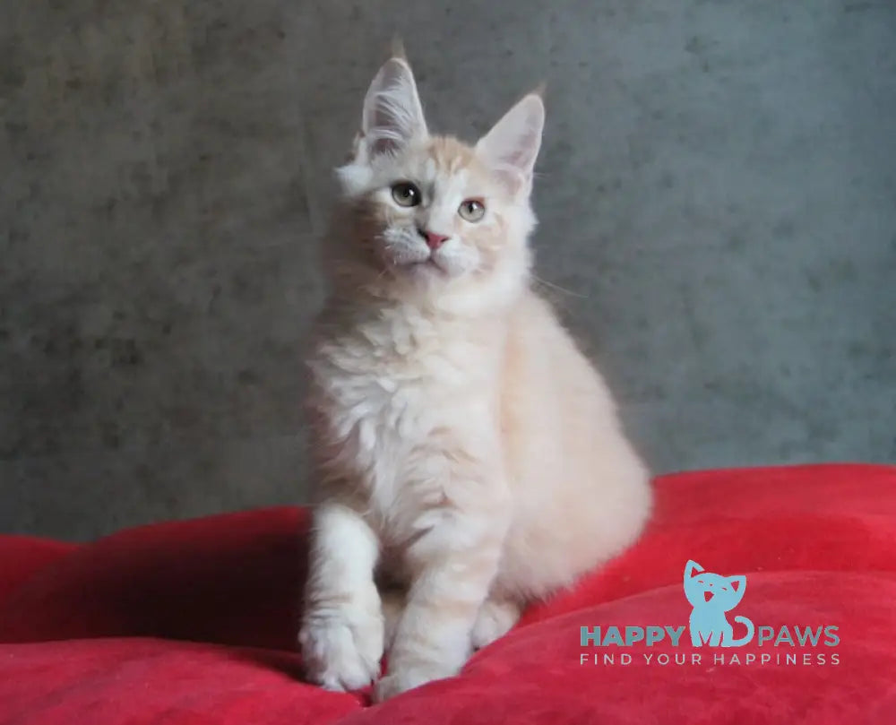 Joker Maine Coon Male Red Silver Tabby Live Animals