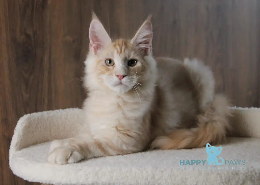 Joker Maine Coon Male Red Silver Tabby Live Animals