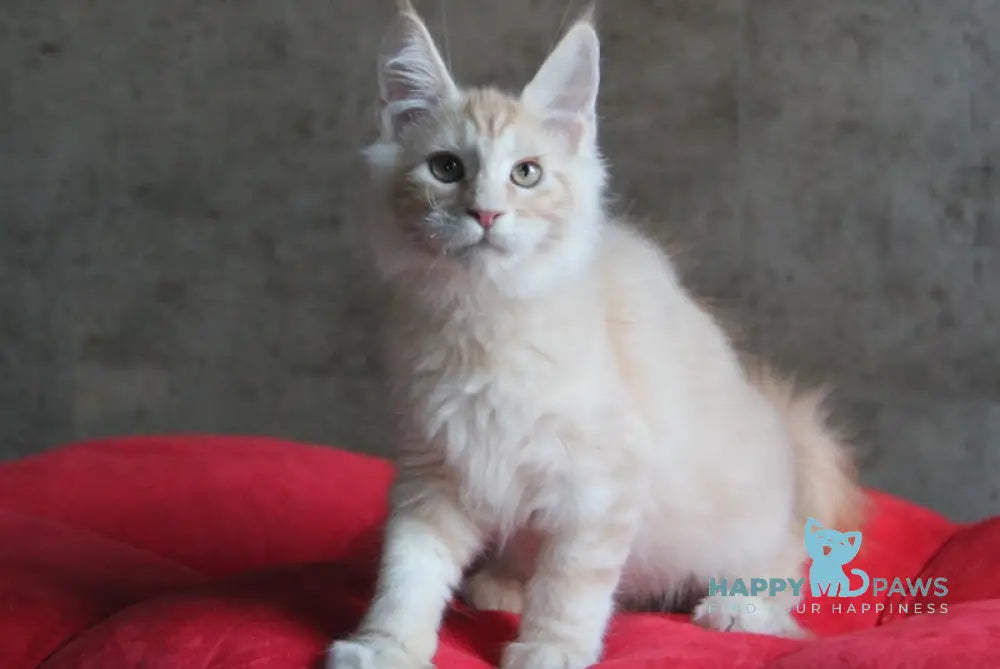 Joker Maine Coon Male Red Silver Tabby Live Animals