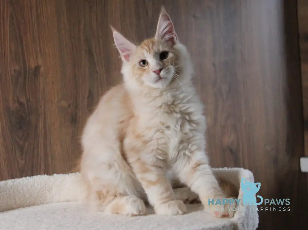 Joker Maine Coon Male Red Silver Tabby Live Animals