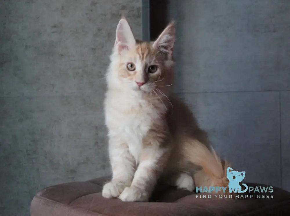 Joker Maine Coon Male Red Silver Tabby Live Animals