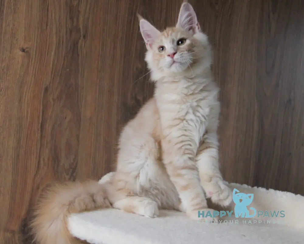 Joker Maine Coon Male Red Silver Tabby Live Animals