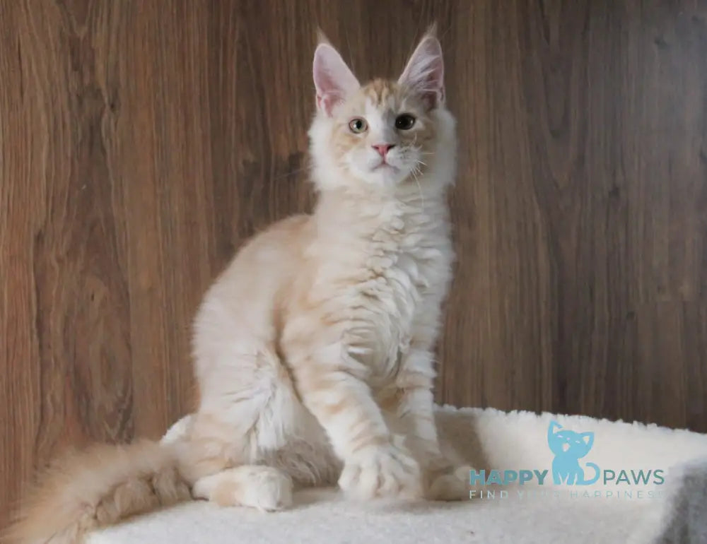 Joker Maine Coon Male Red Silver Tabby Live Animals