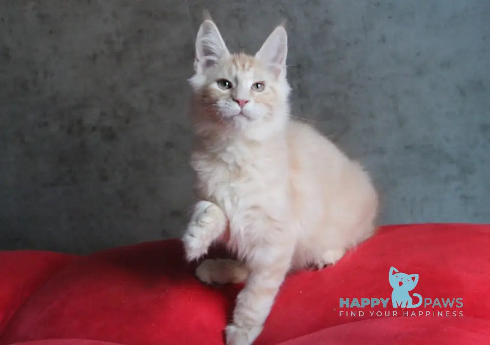 Joker Maine Coon Male Red Silver Tabby Live Animals