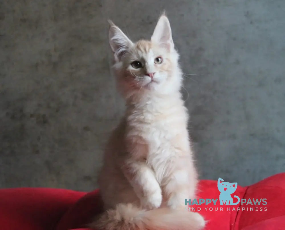 Joker Maine Coon Male Red Silver Tabby Live Animals