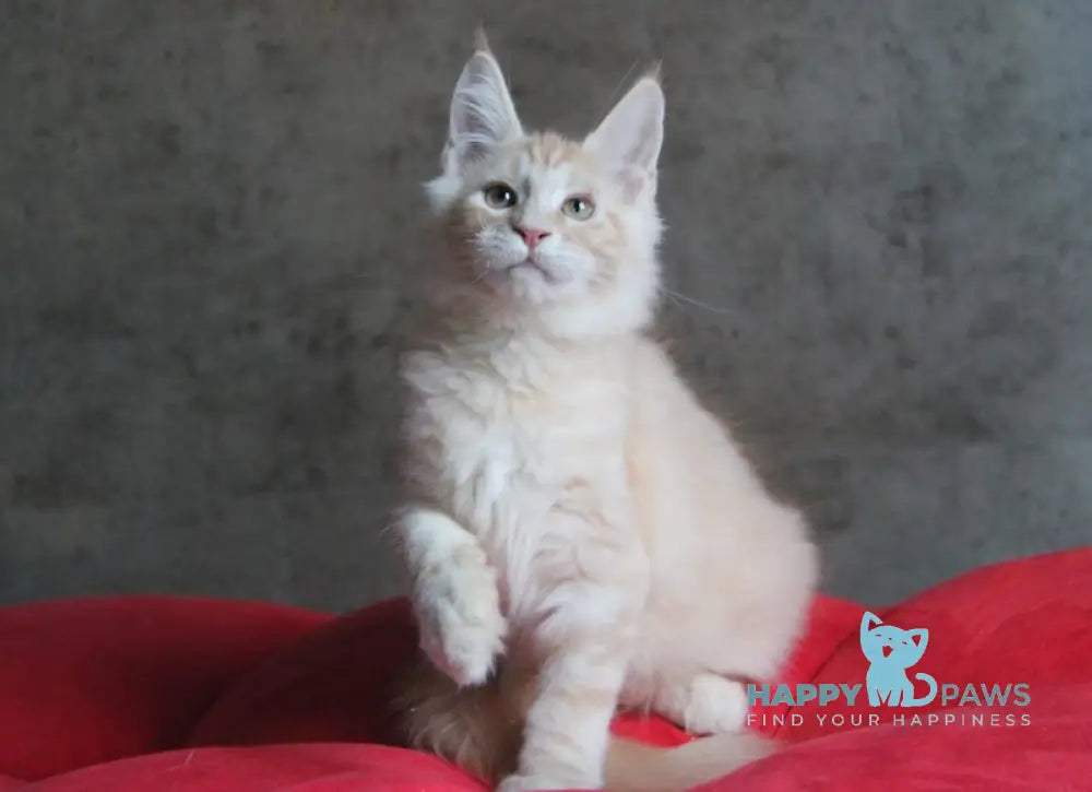 Joker Maine Coon Male Red Silver Tabby Live Animals