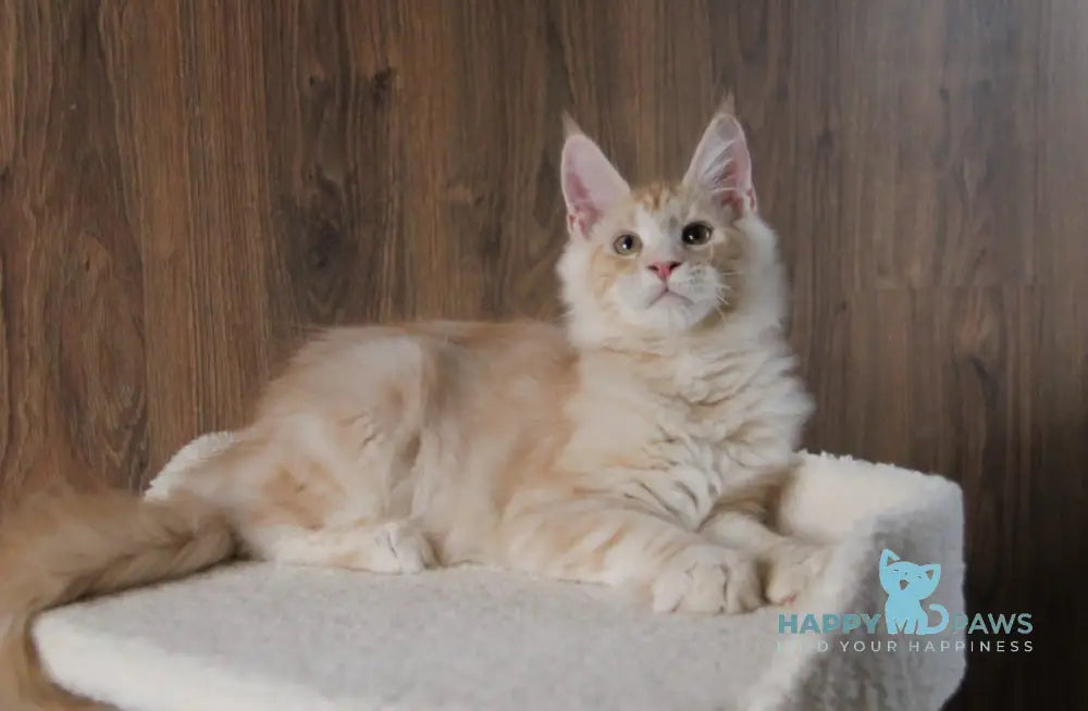 Joker Maine Coon Male Red Silver Tabby Live Animals