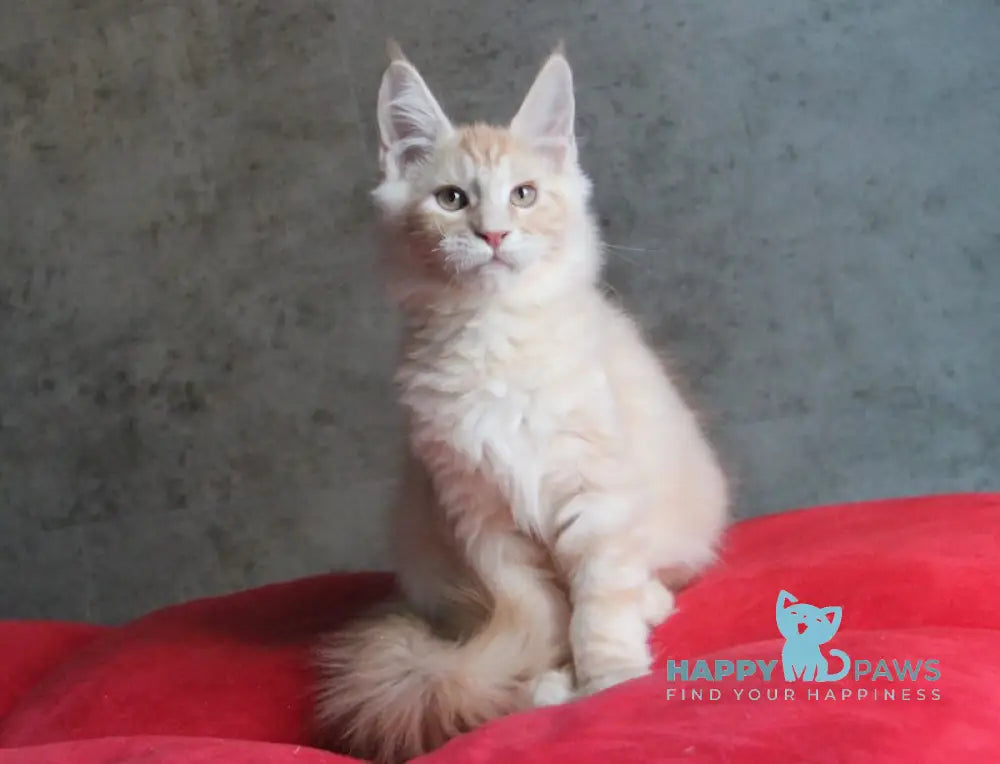 Joker Maine Coon Male Red Silver Tabby Live Animals