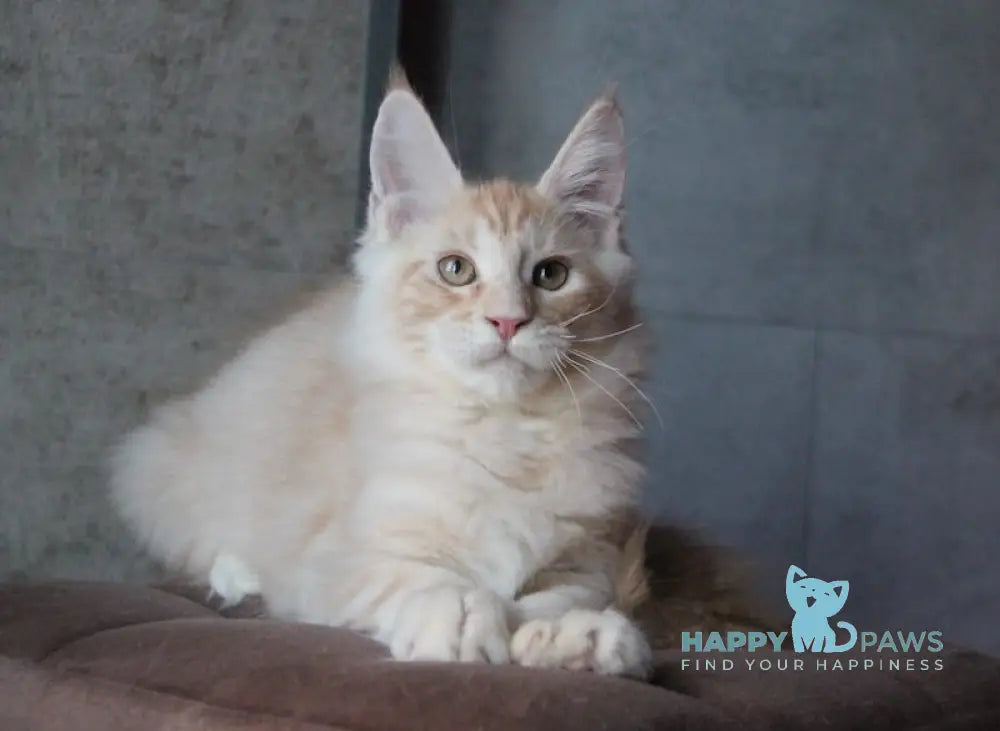 Joker Maine Coon Male Red Silver Tabby Live Animals