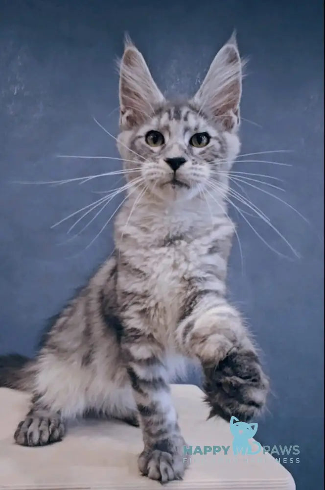 Joni Maine Coon Polydactyl Male Black Silver Tabby Live Animals