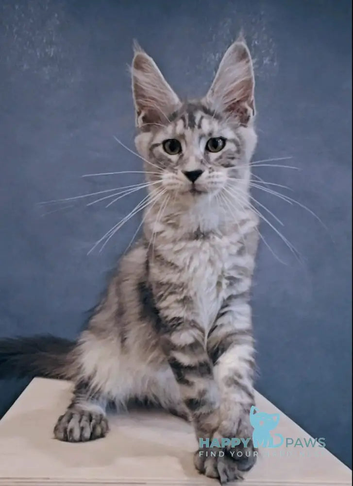 Joni Maine Coon Polydactyl Male Black Silver Tabby Live Animals