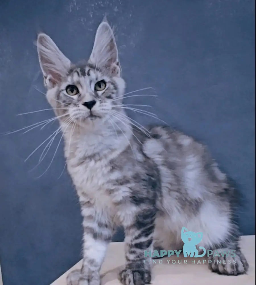 Joni Maine Coon Polydactyl Male Black Silver Tabby Live Animals