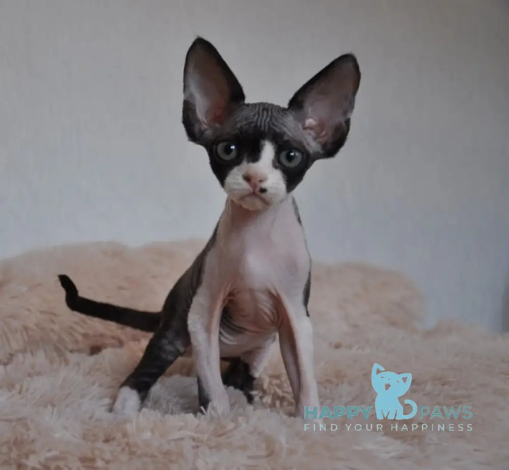 Jordan Devon Rex Male Black Bicolour Live Animals