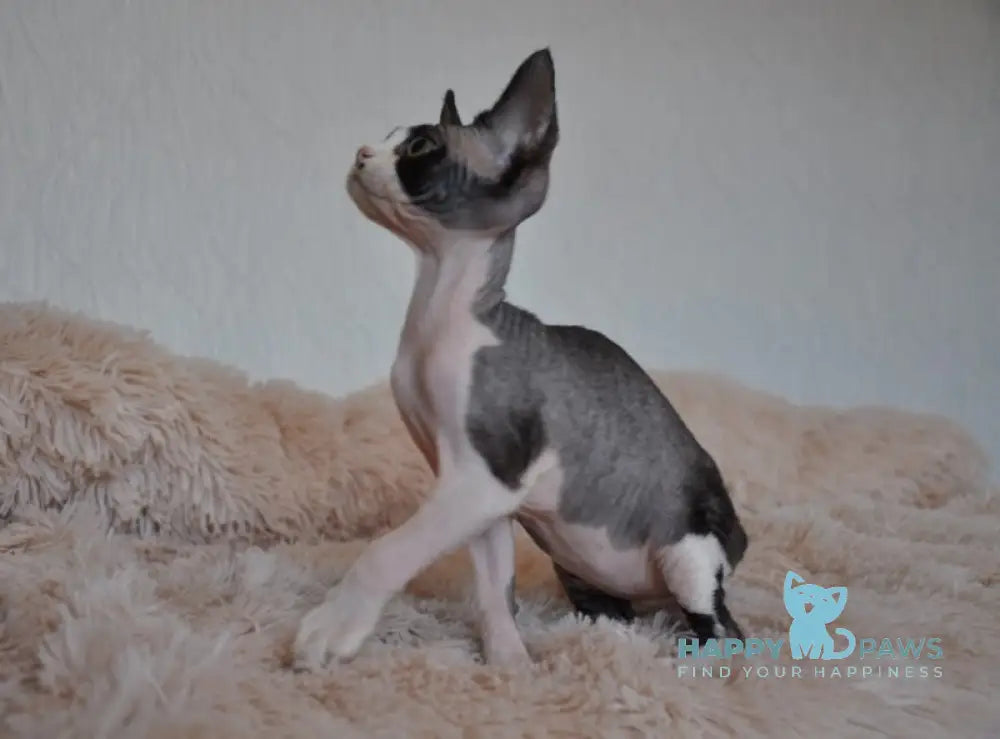 Jordan Devon Rex Male Black Bicolour Live Animals