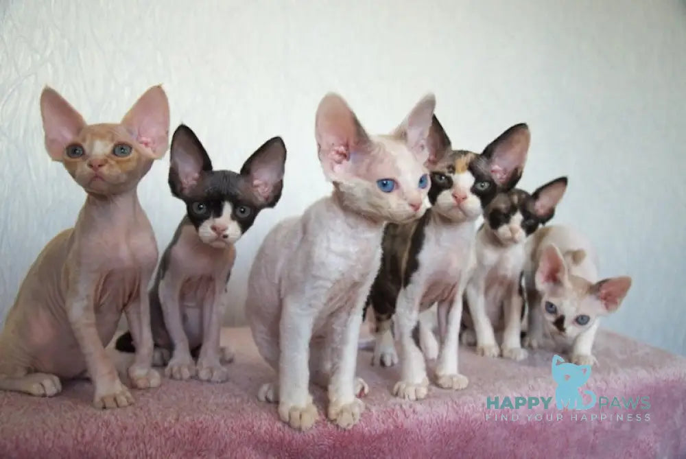 Jordan Devon Rex Male Black Bicolour Live Animals