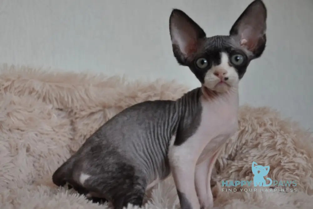 Jordan Devon Rex Male Black Bicolour Live Animals