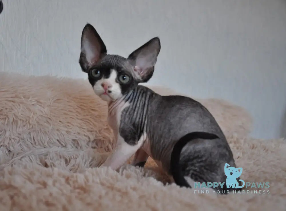 Jordan Devon Rex Male Black Bicolour Live Animals