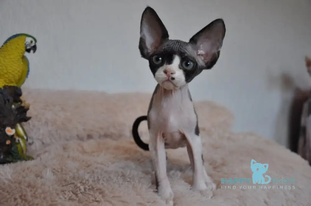 Jordan Devon Rex Male Black Bicolour Live Animals