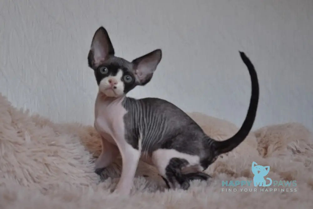 Jordan Devon Rex Male Black Bicolour Live Animals