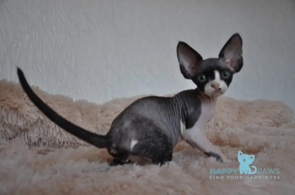 Jordan Devon Rex Male Black Bicolour Live Animals