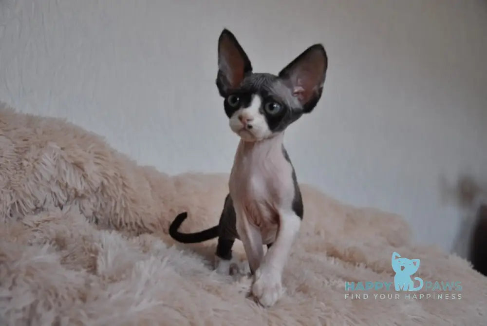 Jordan Devon Rex Male Black Bicolour Live Animals