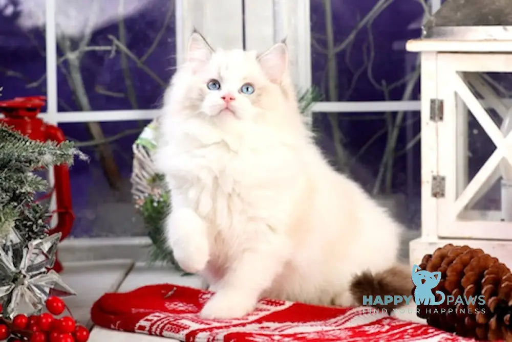 Josephine Ragdoll Female Seal Tortie Lynx Bicolour Live Animals