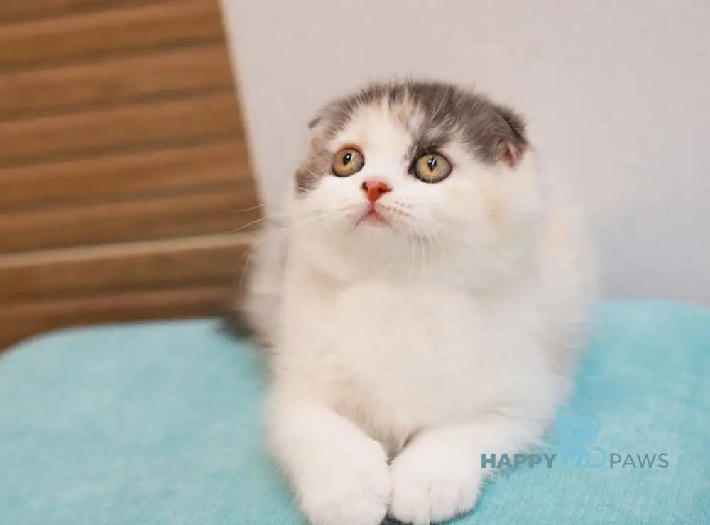 Joys Scottish Fold Female Black Tortie Silver Harlequin Live Animals