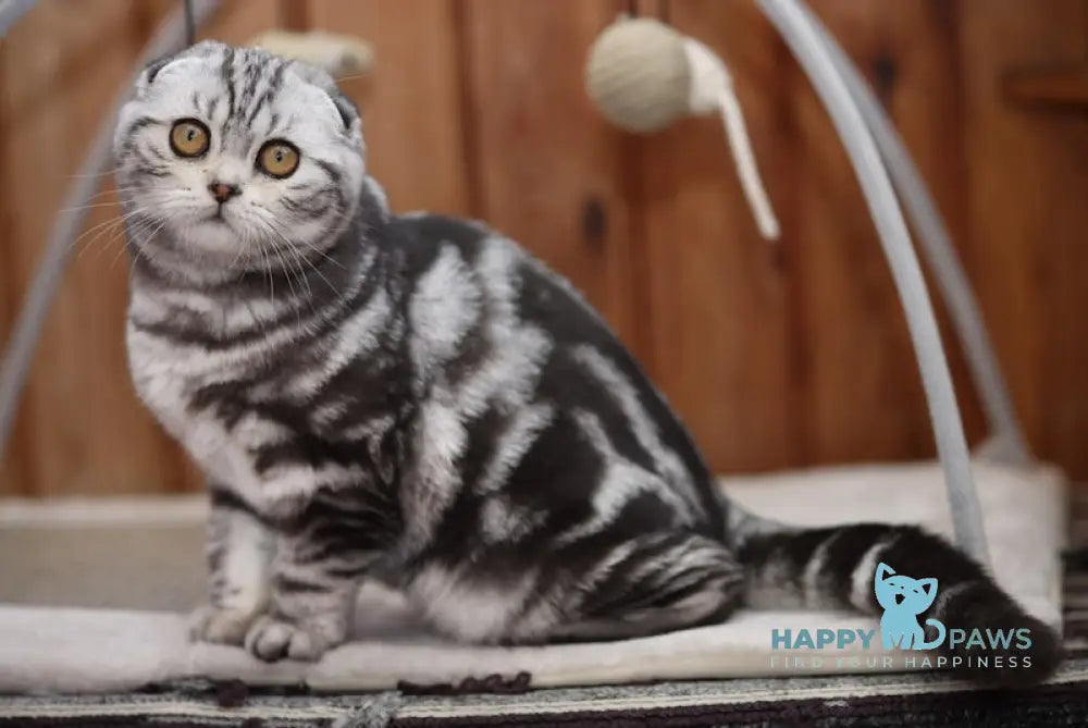 Judy Scottish Fold Female Black Silver Tabby Live Animals