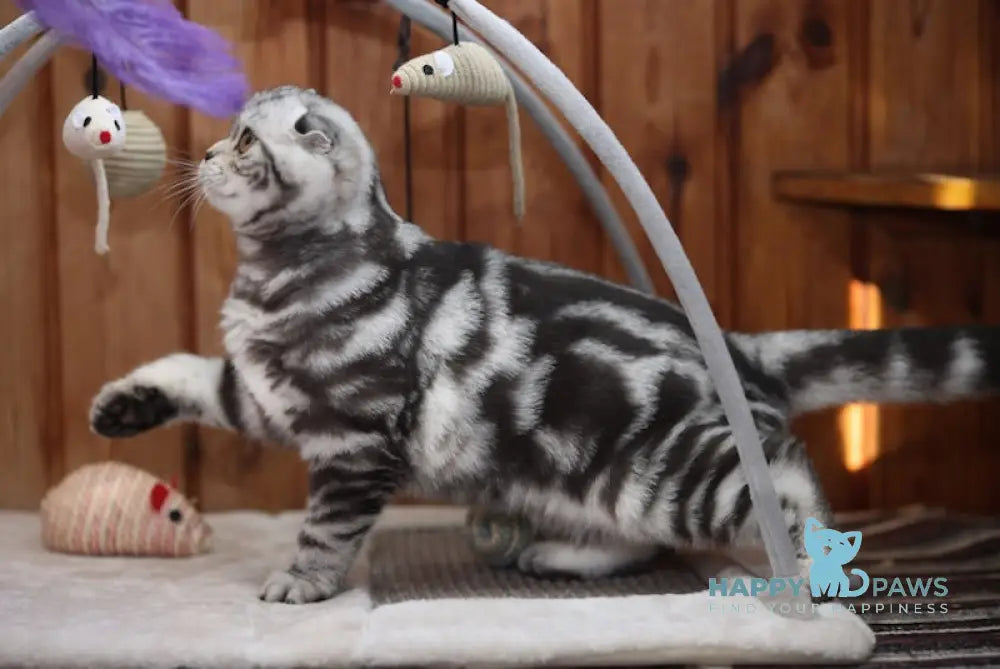 Judy Scottish Fold Female Black Silver Tabby Live Animals