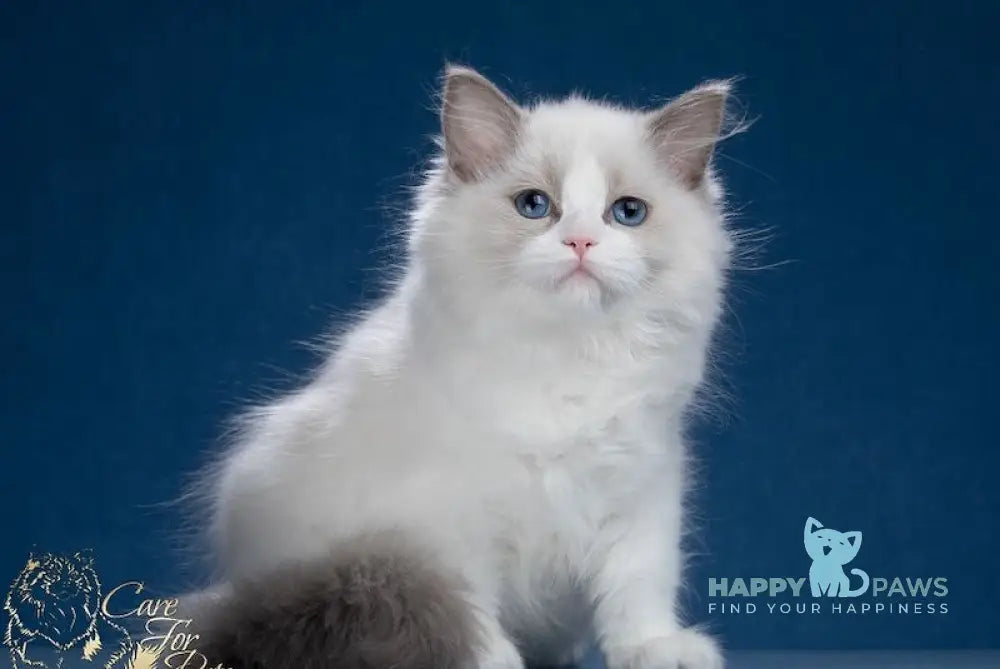 Julianna Ragdoll Female Blue Bicolour Live Animals