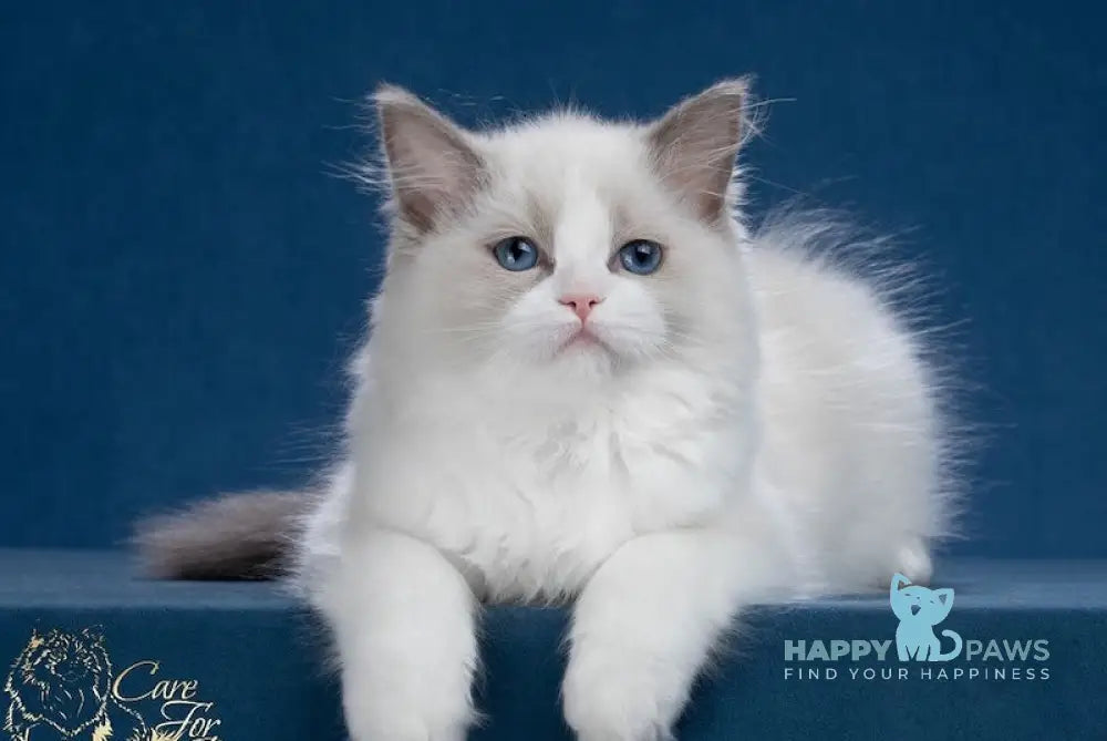 Julianna Ragdoll Female Blue Bicolour Live Animals