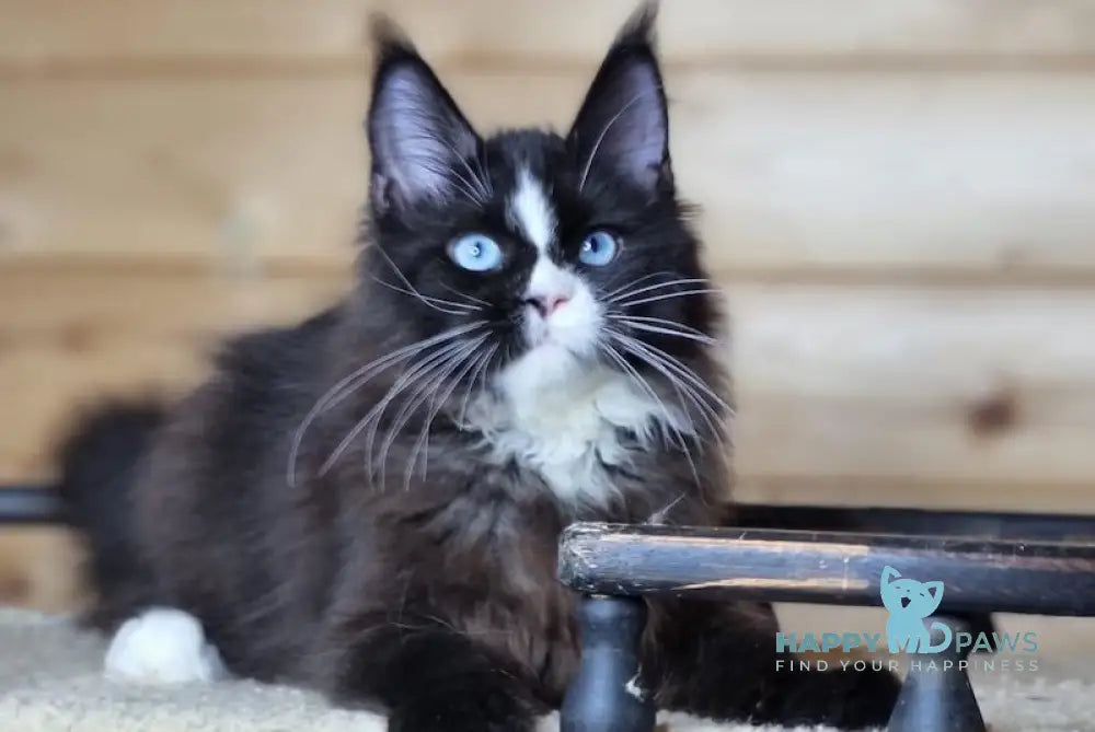 Julietta Maine Coon Female Black With White Live Animals