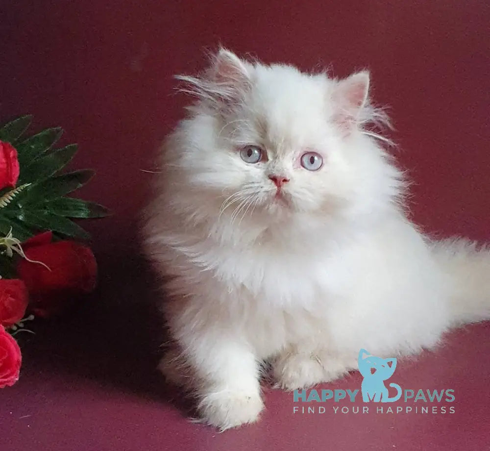 Julia British Longhair Female Lilac Golden Shaded Pointed Live Animals