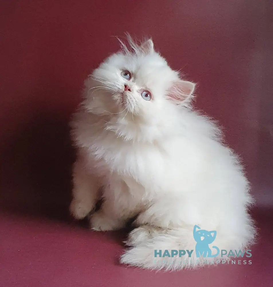 Julia British Longhair Female Lilac Golden Shaded Pointed Live Animals