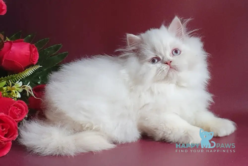 Julia British Longhair Female Lilac Golden Shaded Pointed Live Animals