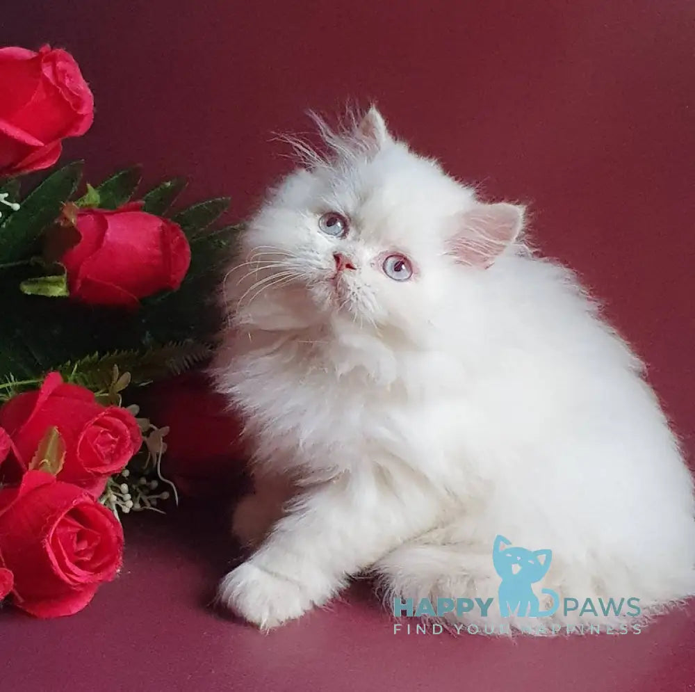 Julia British Longhair Female Lilac Golden Shaded Pointed Live Animals