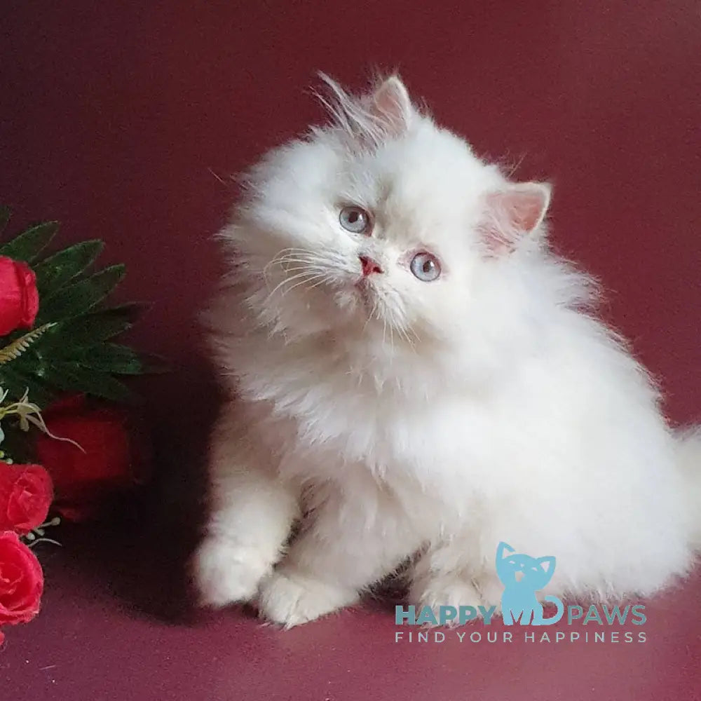 Julia British Longhair Female Lilac Golden Shaded Pointed Live Animals