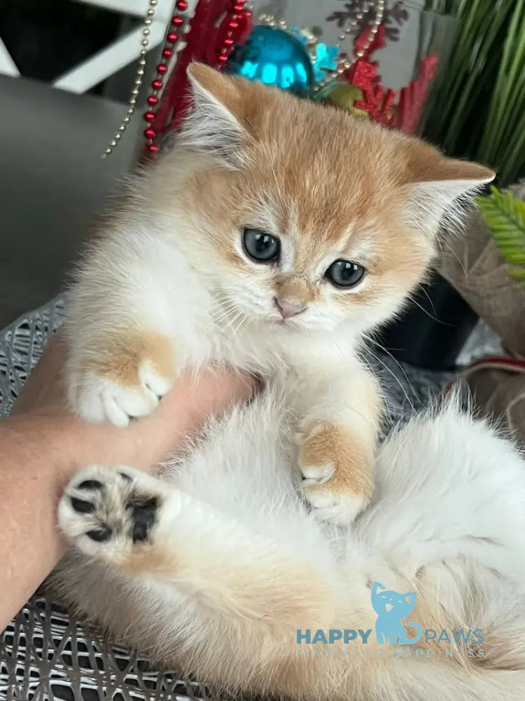 Justin British Shorthair Male Black Golden Chinchilla Live Animals