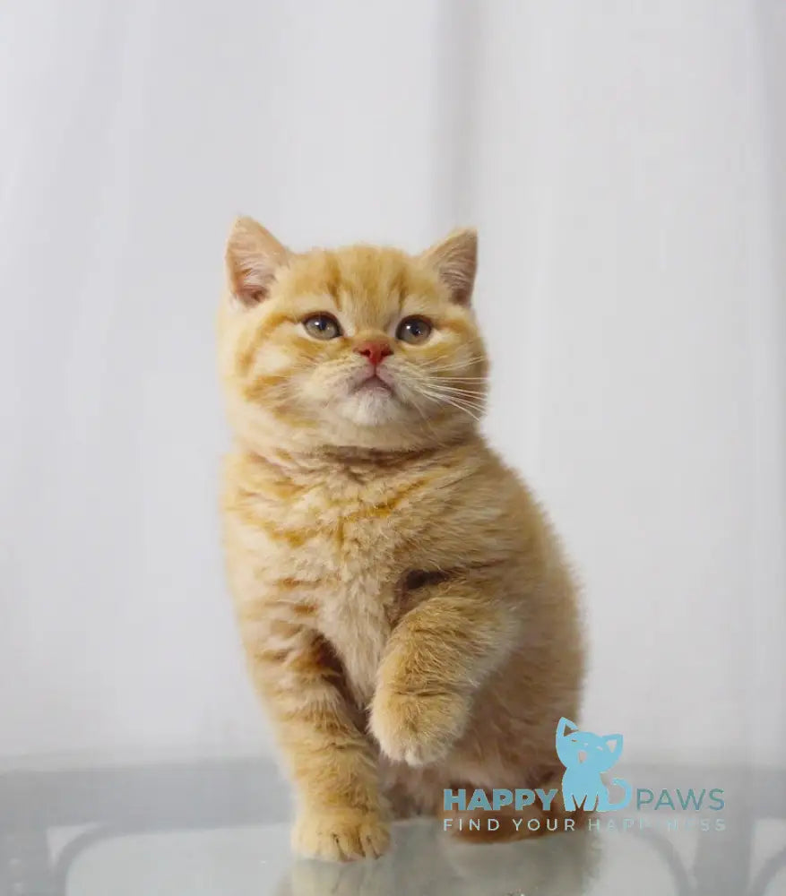 Justin British Shorthair male red live animals